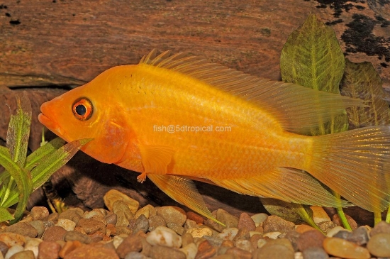 Picture of CICHLID-RED DEVIL 4"             