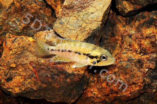 Picture of CICHLID-RED TIGER P.MOTAGNSS REG   