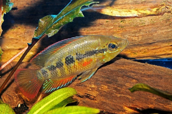 Picture of CICHLID-YELLOW BELLY SALVINI 4"  (FL BRED)