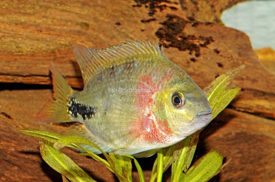 Picture of CICHLID-SYNSPILUM RED HEAD-REG            