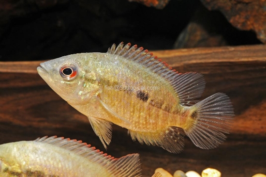 Picture of CICHLID - BLUE UMBRIFERUM SM