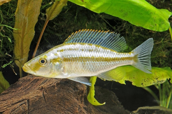 Picture of AFRICAN HAPS-COMPRESICEPS SM-(MALAWI EYE BITER)          