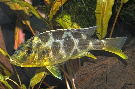 5D Tropical. VENUSTUS MD-