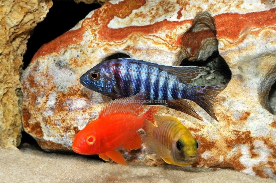 Picture of AFRICAN PEACOCK- ASSORTED 2-2.5"(IMPORT)  