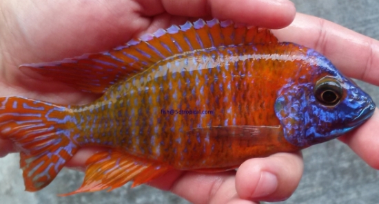 Picture of RUBY RED PCOCK MD MALE   