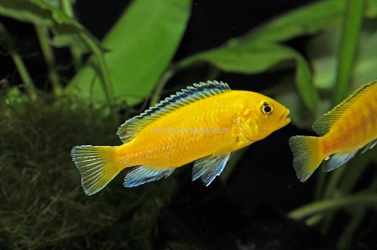 Picture of AFRICAN MBUNA-YELLOW LABID SM (FL)     