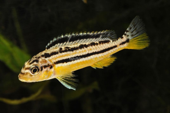 Picture of AFRICAN MBUNA- AURATUS SM (FL)          