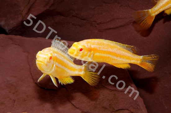 Picture of AFRICAN-MBUNA M. AURATUS ALBINO REG           