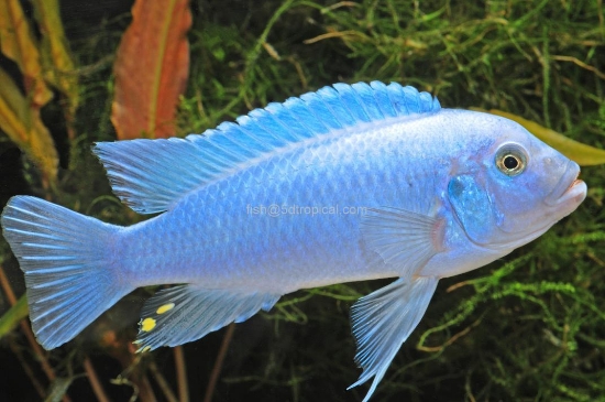 Picture of AFRICAN MBUNA-COBALT BLUE REG 2"          