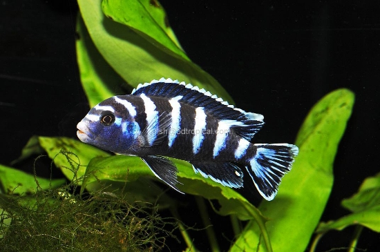 Picture of AFRICAN MBUNA-DEMASONI SM          