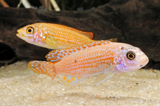 Picture of AFRICAN MBUNA-RED EXASPERATUS"RED" SMALL      