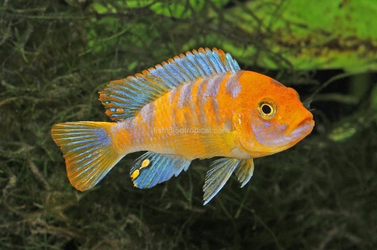 Picture of AFRICAN MBUNA-OB(RED BLOTCH) ZEBRA REG       