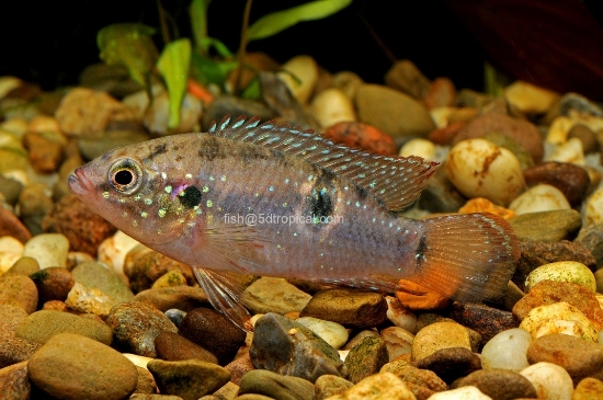 Picture of AFRICAN CICHLID-JEWEL MED                