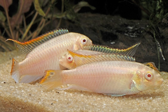 Picture of AFRICAN CICHLIDS-GOLD KRIBENSIS            