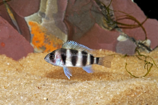 Picture of TANGANYIKAN-FRONTOSA SMALL             