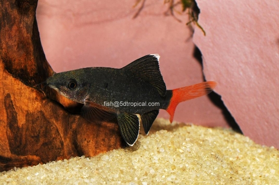 Picture of SHARK-REDTAIL BLACK 3"-        