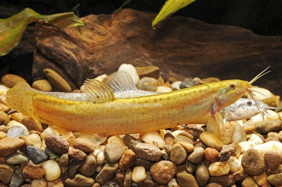 Picture of LOACH-DOJO-WEATHERFISH,POND LOACH-(NO-VA,MI,NY,NJ,OK)