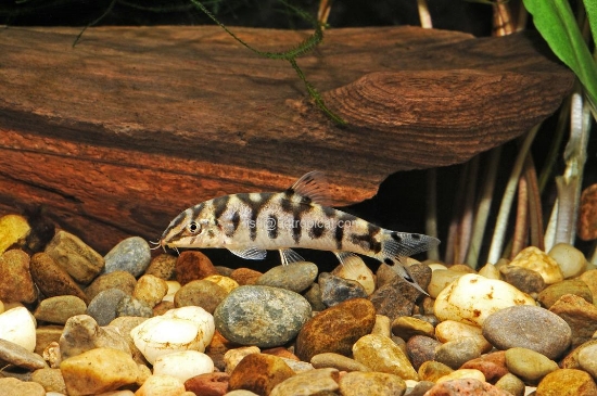 Picture of LOACH-YO-YO      