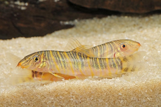 Picture of LOACH-ZEBRA-BOTIA STRIATA       