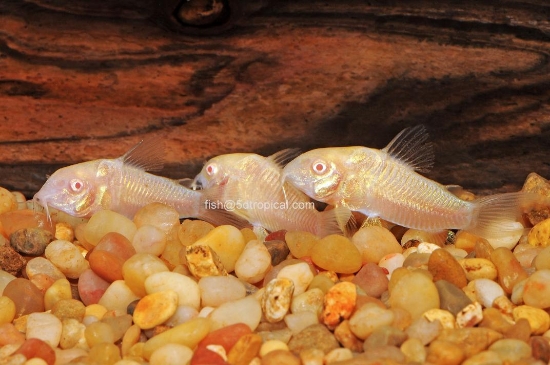 Picture of CORYDORAS-C. AENEUS ALBINO    