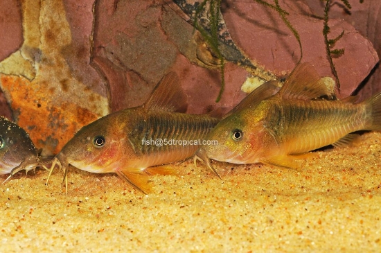 Picture of SOUTH AMERICAN CORY-GOLD/GREEN   