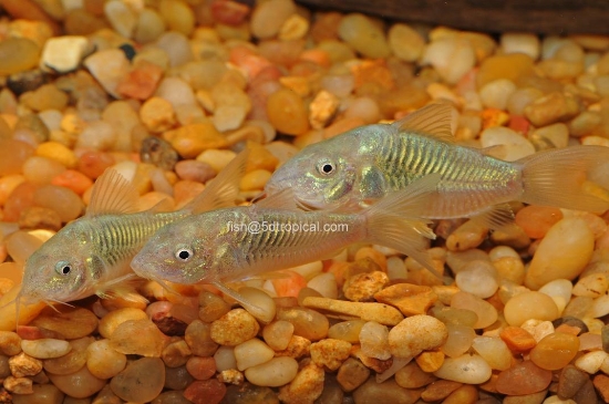 Picture of CORYDORAS-C. AENEUS GREEN(BRONZE)          