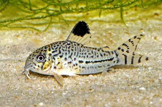 Picture of CORYDORAS-C. JULEI TANK RAISED-SMALL