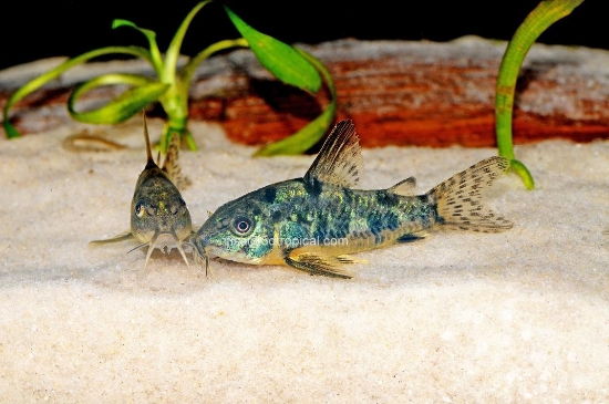 Picture of PAL CORY-W.W.-           