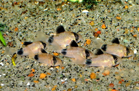 Picture of CORYDORAS-PANDA 