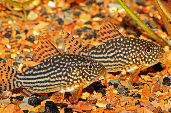 Picture of CORYDORAS- C. STERBAI TR     