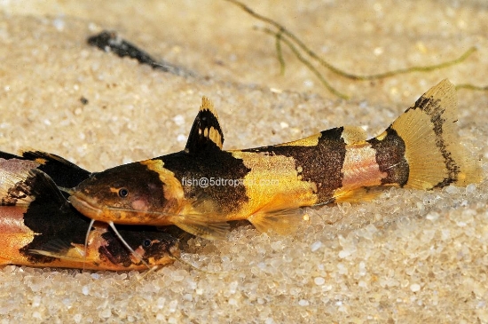 Picture of SOUTH AMERICAN CATFISH- -BUMBLEE CAT