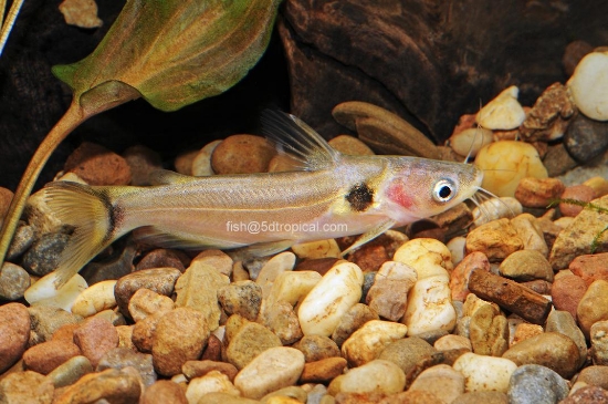 Picture of FAR EAST FISH-BURMESE SUN CATFISH      