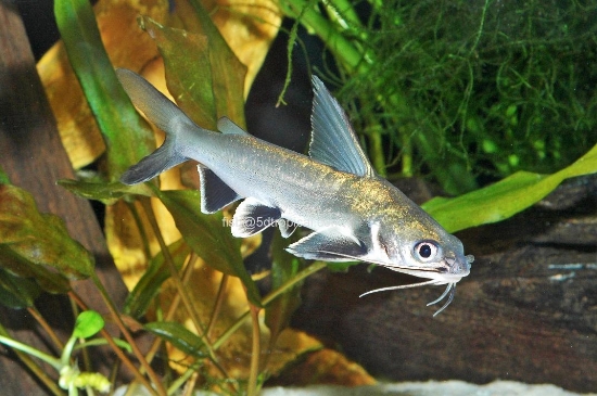 Picture of SOUTH AMERICAN CATFISH- COLOMBIAN SHARK 