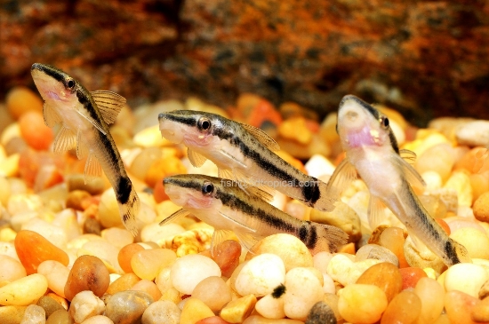 Picture of SOUTH AMERICAN CATFISH-OTOCINCLUS         