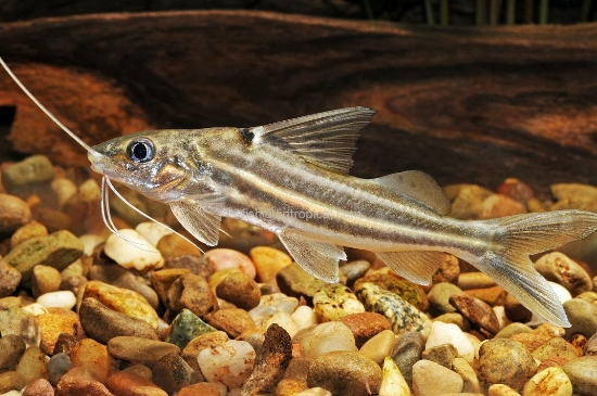 Picture of SOUTH AMERICAN CATFISH- 4-LINE PIMELODELLA