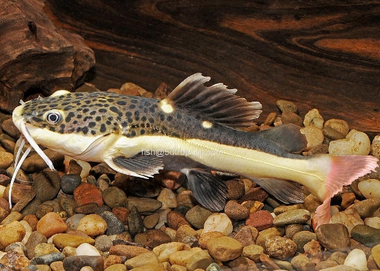 Picture of SOUTH AMERICAN CATFISH- REDTAIL CAT 2-3"-        