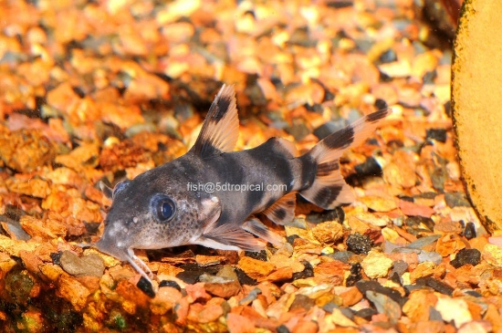 Picture of SYNODONTIS DECORUS SM- (FL)     