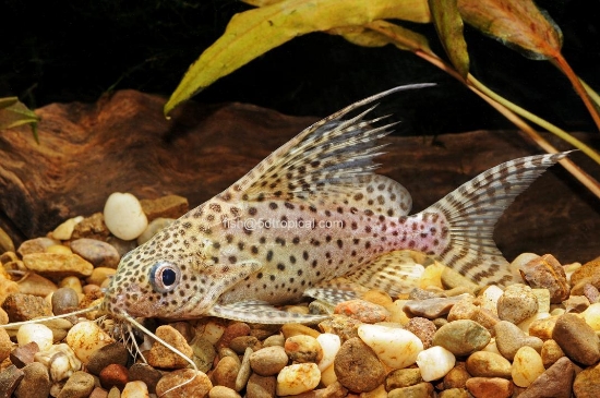 Picture of SYNODONTIS EUPTERUS 1" (FL)         