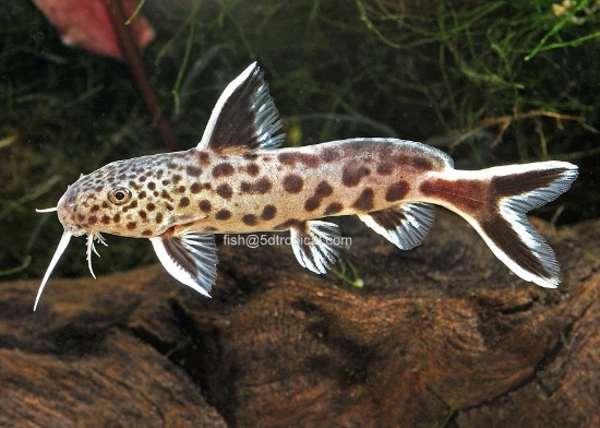 Picture of SYNODONTIS PETRICOLA 1.5" T.R.   