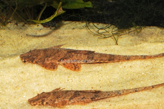 Picture of WHIPTAIL                 