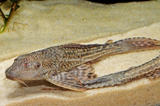 Picture of 6-6.5" PLECO-            