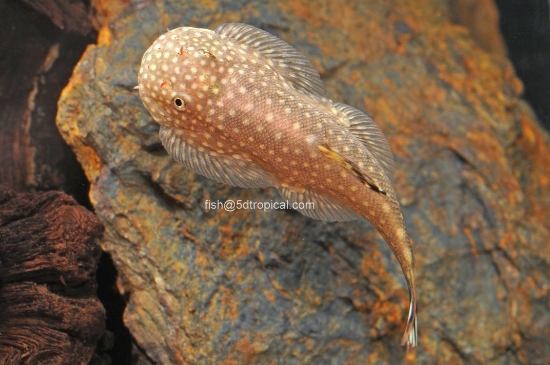 Picture of LOACH-BORNEO SUCKER 