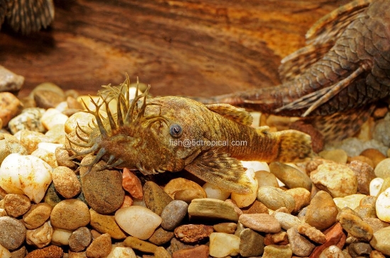 Picture of PLECO-BUSHYNOSE ANCISTRUS 1.5" FLA BRED  