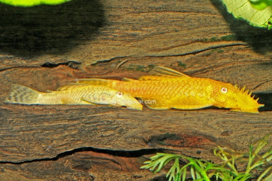 Picture of PLECO-BUSHYNOSE ANCSTRUS-ALBINO 1.5" (FL BRED)  