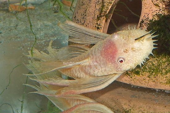 Picture of PLECO-BUSHYNOSE ANCISTRUS- LONGFIN ALBINO 1-1.5" 