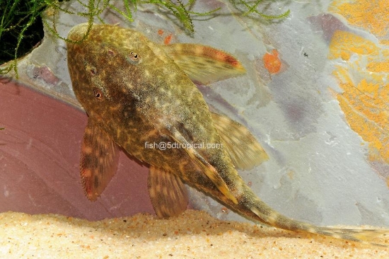 Picture of SOUTH AMERICAN PLECO-CLOWN          