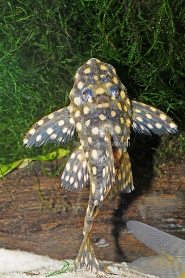 Picture of SOUTH AMERICAN PLECO - COLOMBIAN SNOWBALL(L-102,L142,L033)