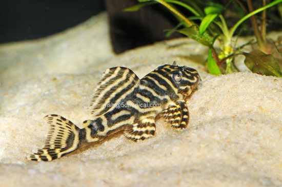 Picture of SOUTH AMERICAN PLECO-L-129 COLOMBIAN ZEBRA  