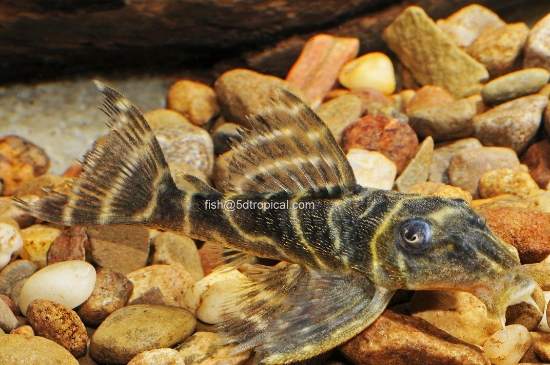 Picture of L-204 FLASH PLECO SM-    