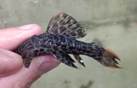 Picture of SOUTH AMERICAN PLECO-L-114 LEOPARD CACTUS-BELEM